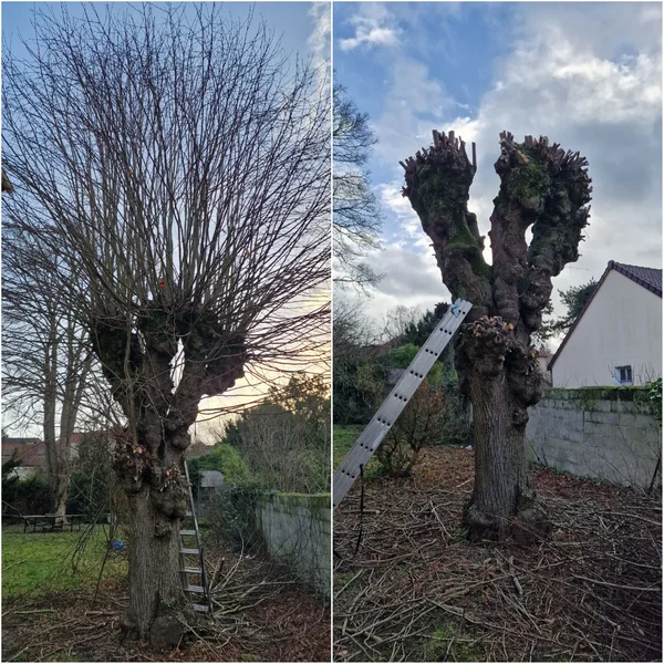 Taille en tête de chat